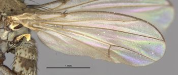 Media type: image;   Entomology 11133 Aspect: front wing